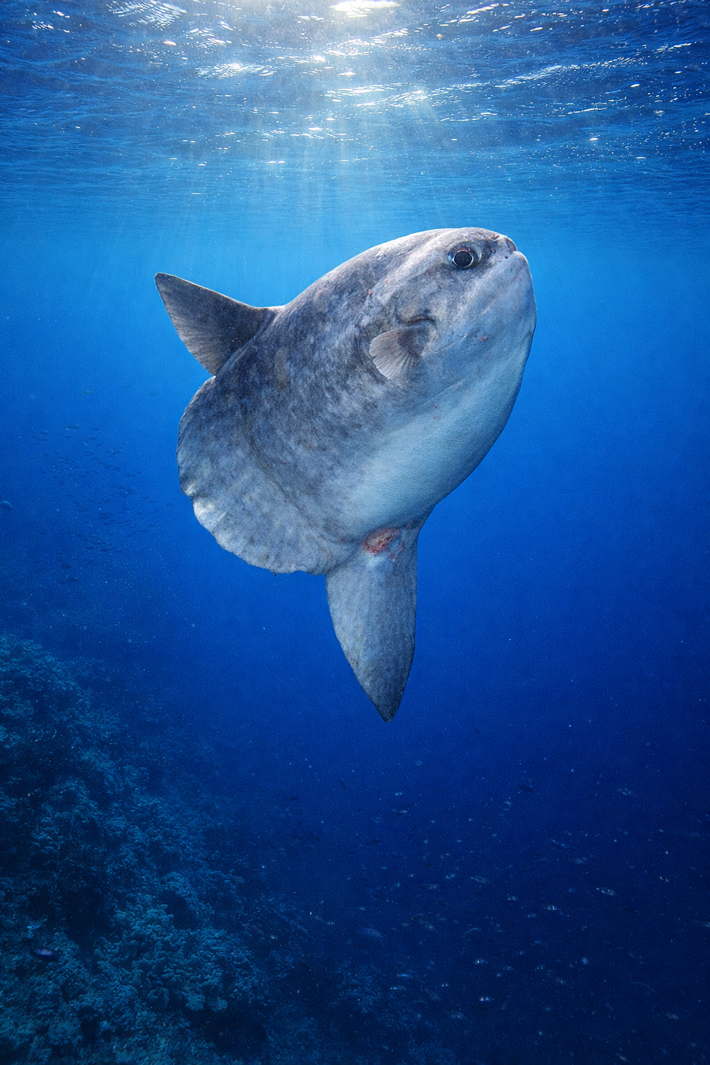 Mola Mola Sunfish in the Ocean
